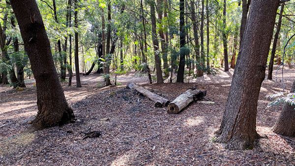 Jarrahdale Pine Plantations (14/11/2025 - Credits: Brett Dowson)