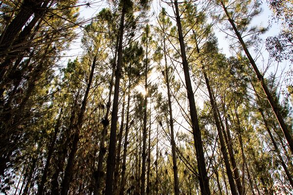 Jarrahdale Pine Plantations (14/11/2025 - Credits: Brett Dowson)