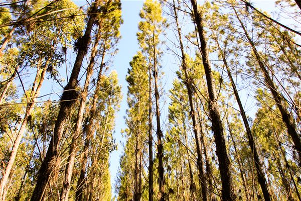Jarrahdale Pine Plantations (14/11/2025 - Credits: Brett Dowson)