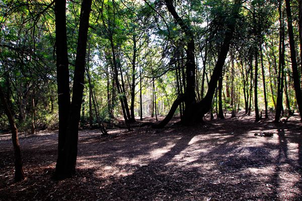 Jarrahdale Pine Plantations (14/11/2025 - Credits: Brett Dowson)