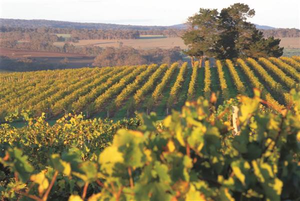 Goundrey Winery (21/03/2015)