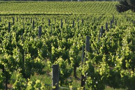 Sandalford Vineyards (24/03/2015)