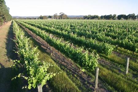 Sandalford Vineyards (24/03/2015)
