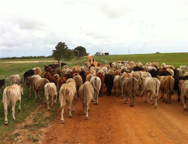 Chapman Valley - Walkaway Cattle (August-September) (16/05/2017 - Credits: MWDC)