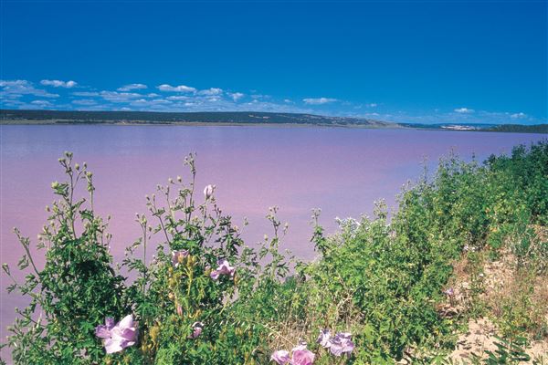 Pink Lake - Hutt Lagoon (1/11/2020 - Credits: Tourism Western Australia)