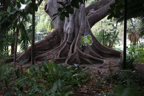 Supreme Court Gardens (18/10/2023 - Credits: Shea Walsh)