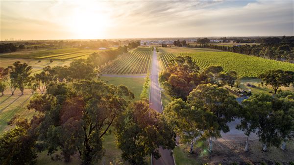 Sandalford Vineyards (26/03/2024 - Credits: Sandalford Wines)