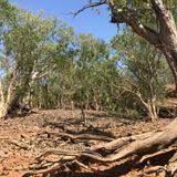 Kimberley-Charnley River Rainforest (9/08/2024)