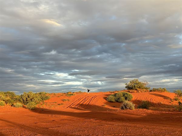 Bullara Station (23/10/2024)