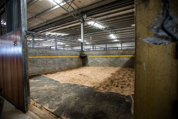 Gold Front Breeding & Racing (28/01/2025)