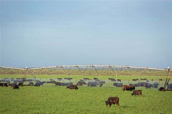Pardoo Wagyu Station (30/07/2025)