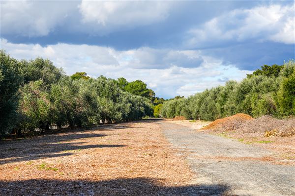 Booyeembarra Park (2/10/2025 - Credits: City of Fremantle)