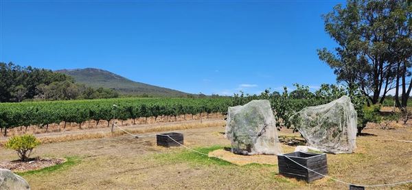 Duke's Vineyard (12/01/2026)
