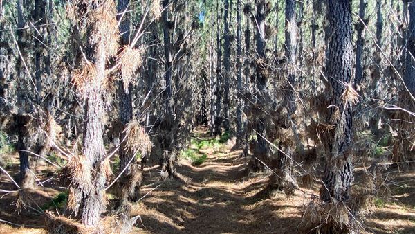 Jarrahdale Pine Plantations (14/11/2025 - Credits: Brett Dowson)