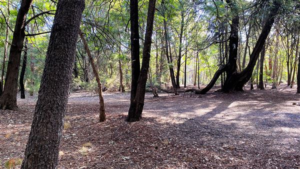 Jarrahdale Pine Plantations (14/11/2025 - Credits: Brett Dowson)