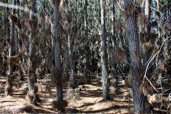 Jarrahdale Pine Plantations (14/11/2025 - Credits: Brett Dowson)
