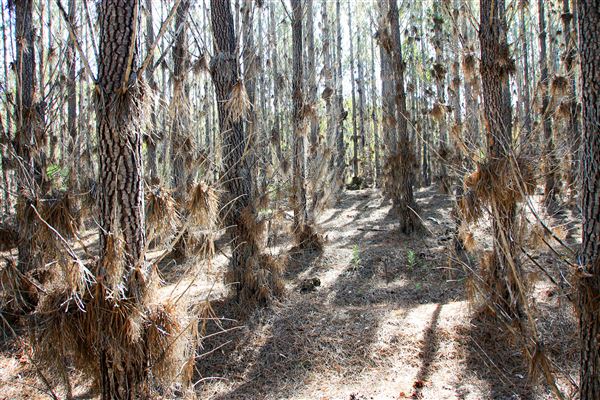 Jarrahdale Pine Plantations (14/11/2025 - Credits: Brett Dowson)