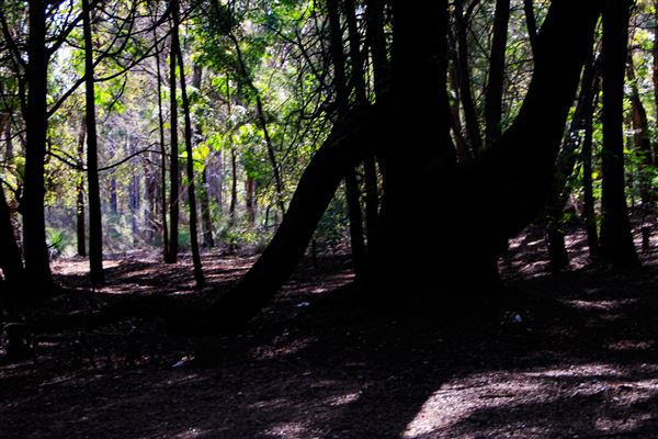 Jarrahdale Pine Plantations (14/11/2025 - Credits: Brett Dowson)