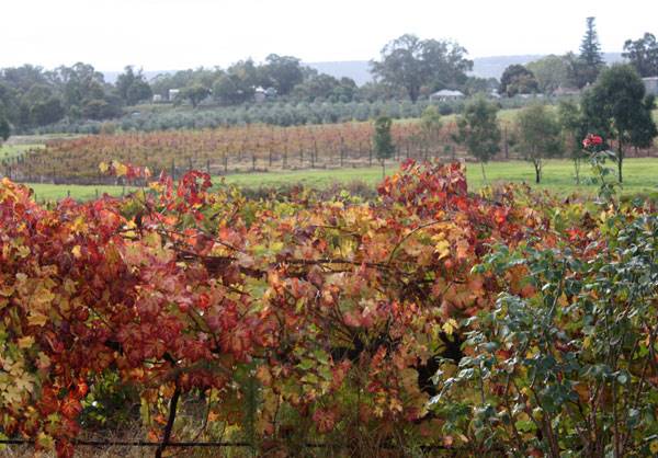 Swan Valley - Sittella Winery (14/07/2016 - Credits: Tourism WA)