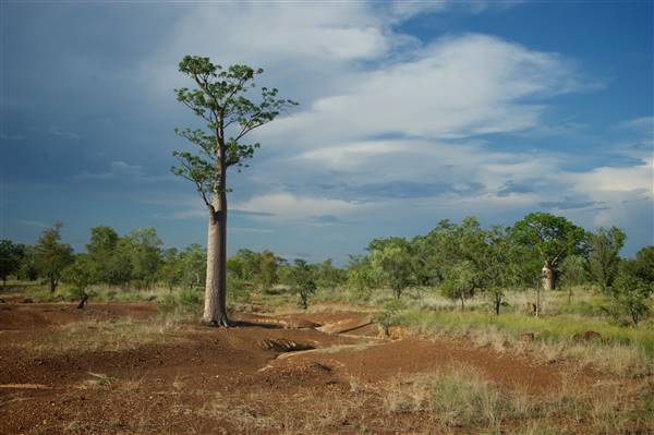 Derby - Landscapes - Road to Mt Barnett (14/07/2016 - Credits: Tim Burns)