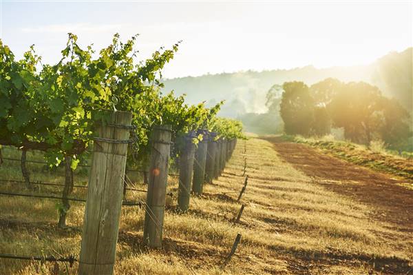 Millbrook Winery (5/09/2016)
