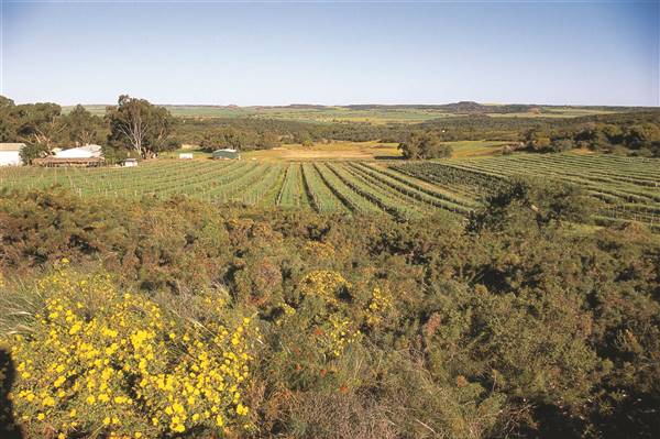 Chapman Valley - Chapman Valley Wines Lot 14 Howatharra Rd. Nanson, 6530   Ph: +61 8 99205148  Fax:  61 8 99205206 (6/06/2017 - Credits: WA Tourism)