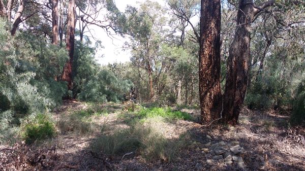 Mingah Mia Family Farm - Hectares of bush around the house and sheds (7/10/2018 - Credits: Jo Jackson King)
