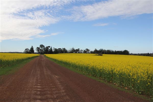West Arthur- Farmland (12/09/2019 - Credits: Kerryn Chia)