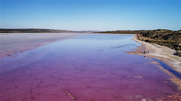 Pink Lake - Hutt Lagoon (1/11/2020 - Credits: Tourism Western Australia)