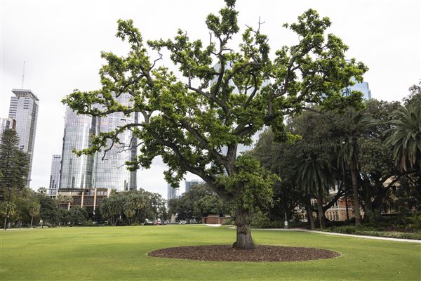 Supreme Court Gardens (18/10/2023 - Credits: Shea Walsh)