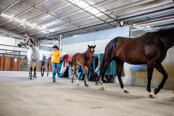 Gold Front Breeding & Racing (28/01/2025)