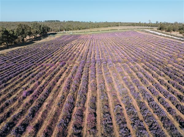 Yanchep Lavender Estate (10/03/2023)