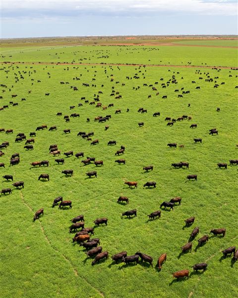 Pardoo Wagyu Station (11/06/2025)