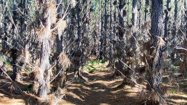 Jarrahdale Pine Plantations (14/11/2025 - Credits: Brett Dowson)