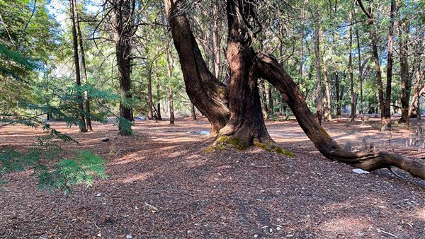 Jarrahdale Pine Plantations (14/11/2025 - Credits: Brett Dowson)
