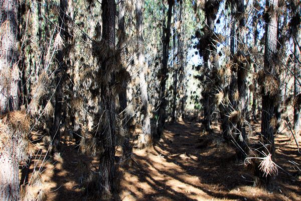 Jarrahdale Pine Plantations (14/11/2025 - Credits: Brett Dowson)