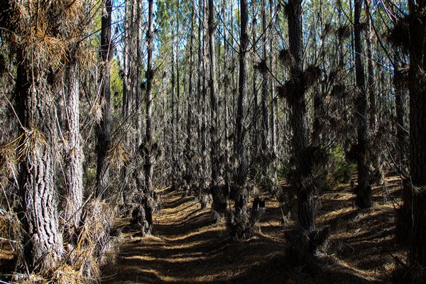 Jarrahdale Pine Plantations (14/11/2025 - Credits: Brett Dowson)