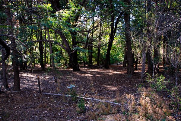 Jarrahdale Pine Plantations (14/11/2025 - Credits: Brett Dowson)