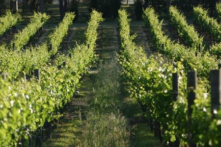 Sandalford Vineyards (24/03/2015)
