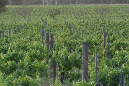 Sandalford Vineyards (24/03/2015)