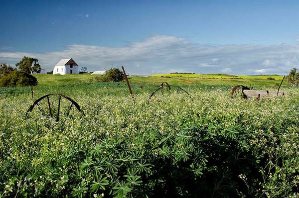 Chapman Valley - Northampton Oakabella Homestead (August-September) (16/05/2017 - Credits: MWDC)