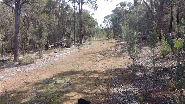 Mingah Mia Family Farm - Hectares of bush around the house and sheds (7/10/2018 - Credits: Jo Jackson King)
