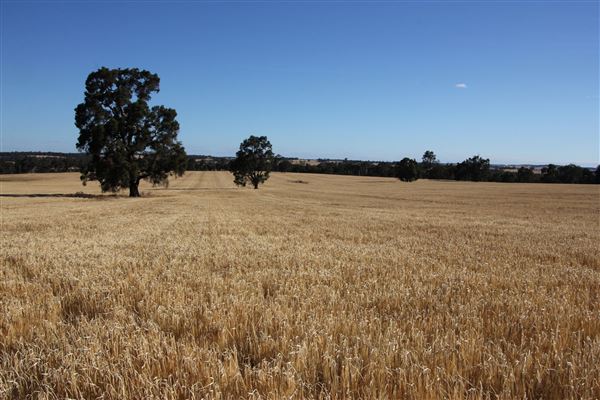 West Arthur- Farmland (12/09/2019 - Credits: Kerryn Chia)