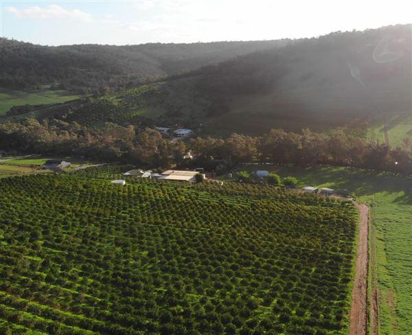 The Orchard Perth Pty Ltd (1/07/2020 - Credits: The Orchard Perth Pty Ltd)