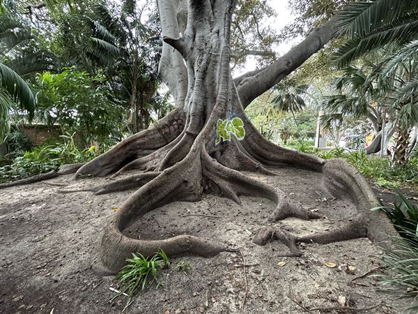 Supreme Court Gardens (18/10/2023 - Credits: Shea Walsh)