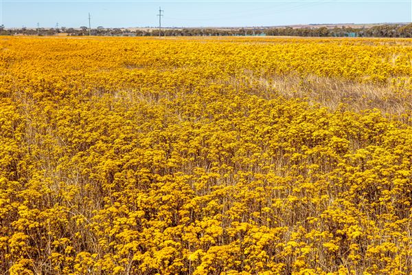 Wheatbelt Region (26/07/2024 - Credits: Tourism Western Australia)