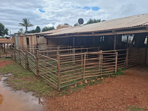 Bullara Station (23/10/2024)