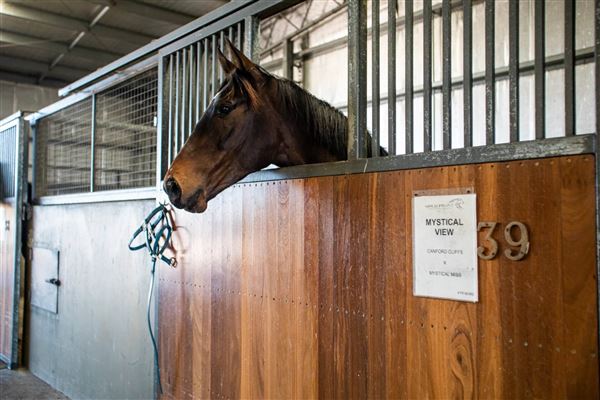 Gold Front Breeding & Racing (28/01/2025)