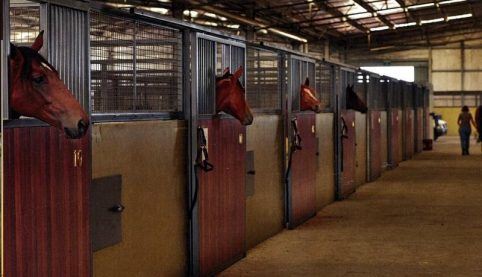 Gold Front Breeding & Racing (28/01/2025)