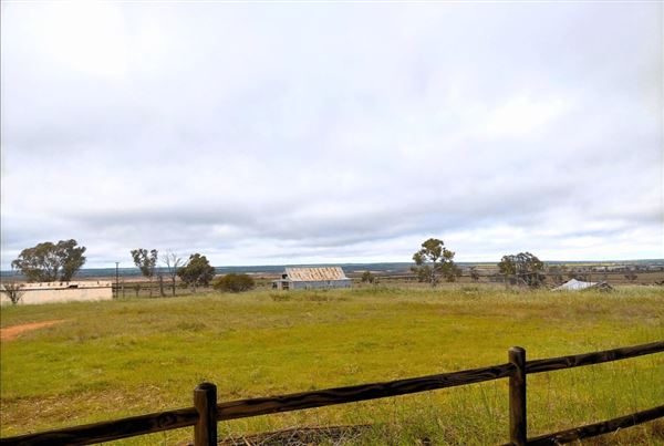 Doodlakine (18/02/2025)